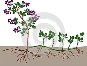 Plant propagation by sucker.