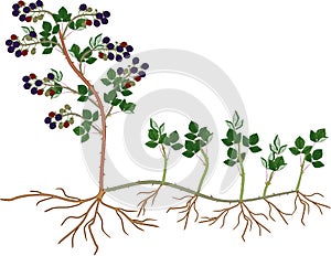 Plant propagation by sucker. Blackberry plant vegetative reproduction scheme