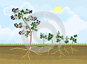 Blackberry plant vegetative reproduction scheme photo