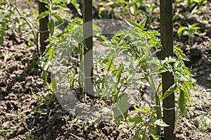 Plant propagation of tomatoes