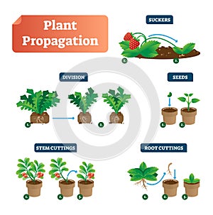 Plant propagation vector illustration diagram. Scheme with biological labels on suckers, division, seeds, stem and root cuttings. photo