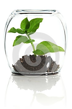 Plant protected in glass photo