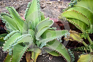 Plant on public park patuxay monument