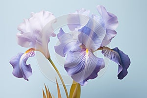 Plant purple blossoming spring blooming background blue gardening flower iris nature