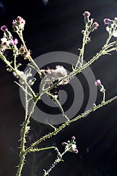 Plant with purple blossoms with tiny spines in the strong sun light