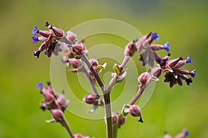 Plant with purple flowers forming a bouquet of bluebells. Out of focus background and selective focus and bokeh effect