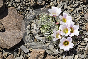 Plant and purple flowers on rocks photo