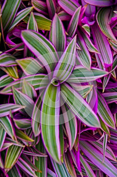 This plant is purple with white, green, and green hues with spiky leaves and a bright contrast background vertikal macro