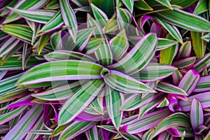 This plant is purple with white, green, and green hues with spiky leaves and a bright contrast backgroundhorizontal macro