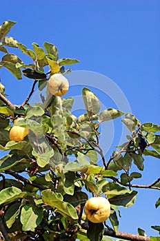 Plant a quince 2