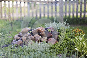 Plant and rain,spray