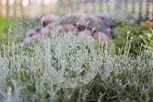 Plant and rain,spray