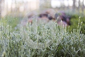 Plant and rain,spray