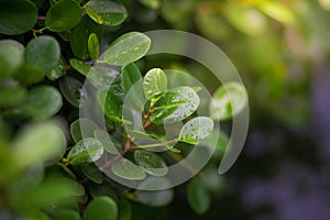 Plant with rain water drop and Saplings of plant sunlight over g