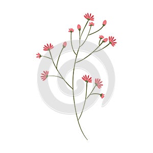 Plant with ramifications and flowers