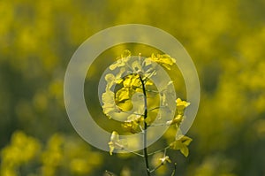 A plant of rapeseed