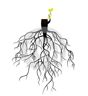plant reborn on tree stub roots.