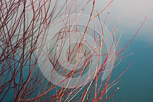 A plant with red branches on a background of a frozen lake of blue color. Beautiful natural background