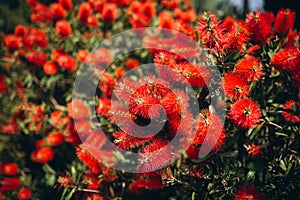 A plant with red florets, callistemon, an evergreen plant with narrow long leaves.