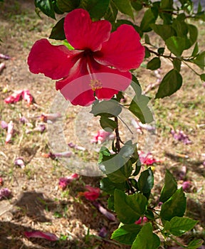 Plant called hibiscus or hibisco photo
