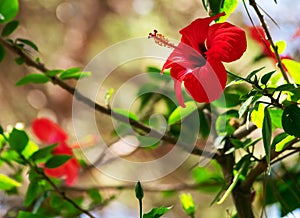 Plant with red flower, hibiscus or hibiscus