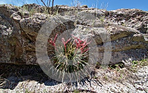 Plant with red flowers at Cerro Blanco reserve photo