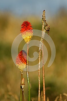 Plant Red-hot-poker - Kniphofia uvaria species of flowering plant in family Asphodelaceae, also known as tritomea, torch lily or