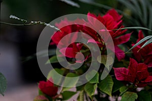 plant with red leaves. Bright poinsettia in the botanical garden. natural background, concept of ecology. christmas star
