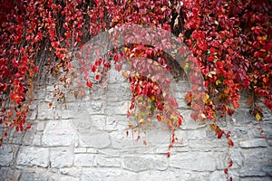Plant with red leaves grows on a stone wall