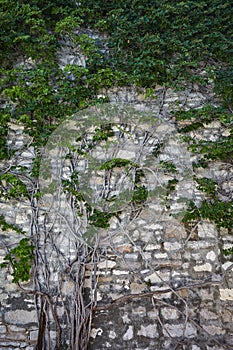 Plant with red leaves grows on a stone wall