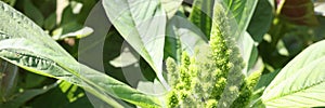 Plant Redroot Pigweed closeup .Amaranthus retroflexus in garden