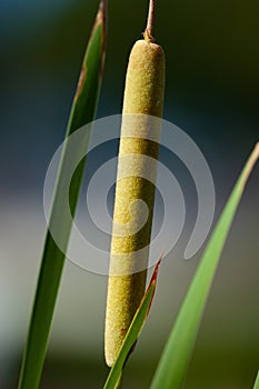 Southern cattail or cumbungi Typha domingensis against blurred background. Minimalism Inspiration. photo