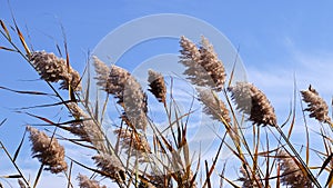 Plant Reeds in the Wind Outdoor Plant
