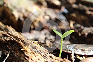 Plant resilience photo