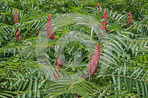 Plant Rhus typhina staghorn sumac in family Anacardiaceae native to North America. Red flowers in dense cone-shaped panicles