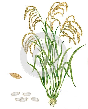 Plant of rice Oryza sativa