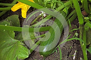 Plant with ripe tasty squash