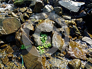 Plant between river cliffs