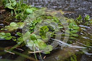 Plant in the river photo