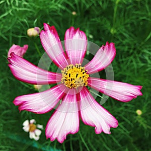 A plant in the roadside flowers