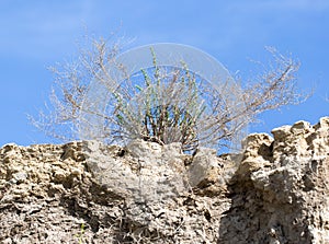 Plant on a rock against the blue sky