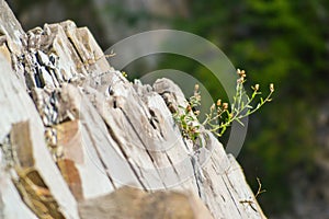 Plant on rock