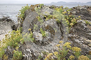 Plant on Rock, Melide Beach, Pontevedra, Galicia