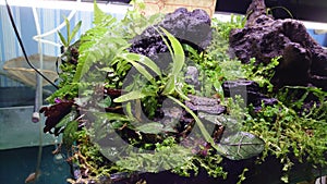 plant rock nature of leaf