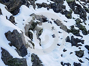 Plant, rocks and snow