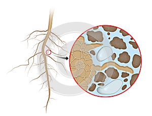 Plant root absorption of Water