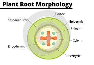 Plant root morphology diagram. Structures presents on a vegetable root. photo