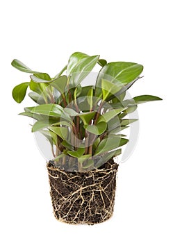 Plant with root and soil