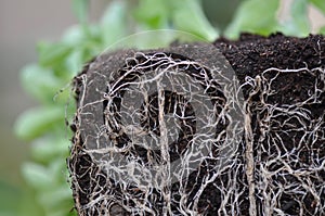 Plant roots