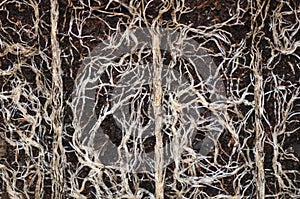 Plant roots